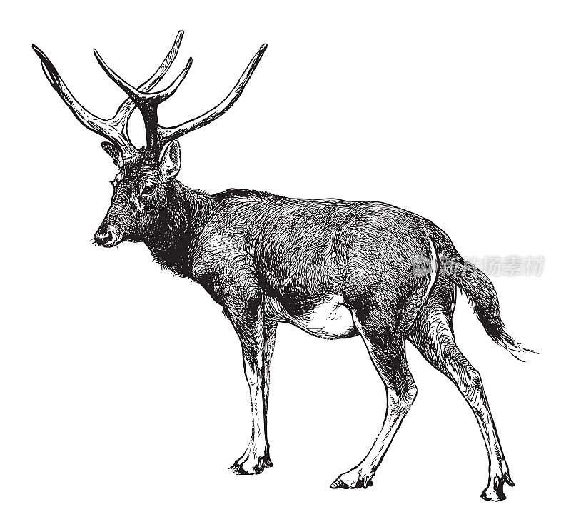 父亲大卫的鹿(Elaphurus davidianus) -复古插图